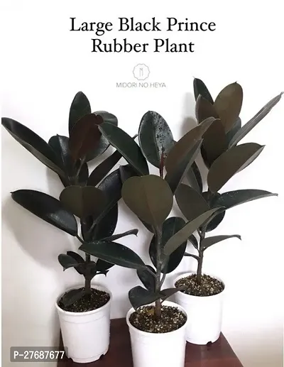 Zomoloco Live Rubber Plant Black Prince Rubber P