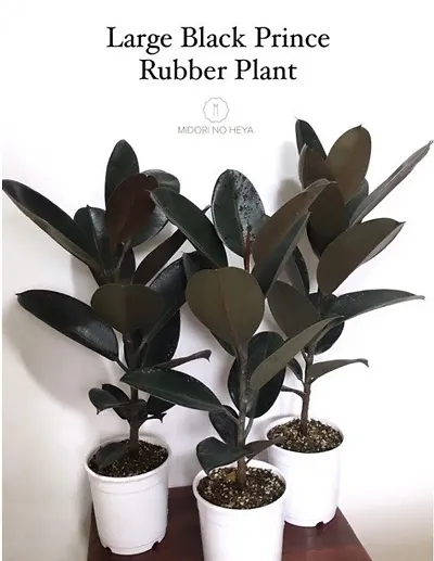 Trendy Plant & Planters 