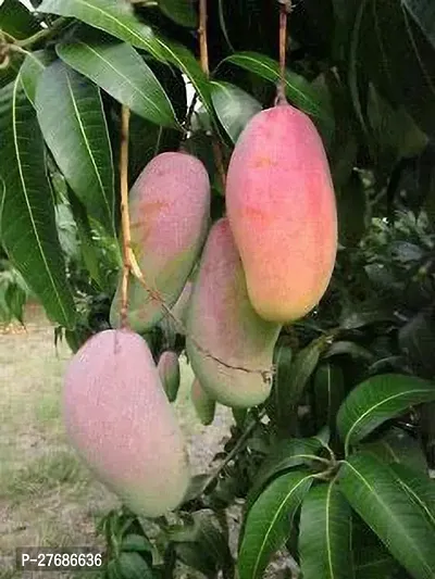 Zomoloco Md01 Mango Plant