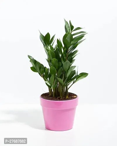 Zomoloco Live Air Purifying Indoor Zz Zamioculcas-thumb0