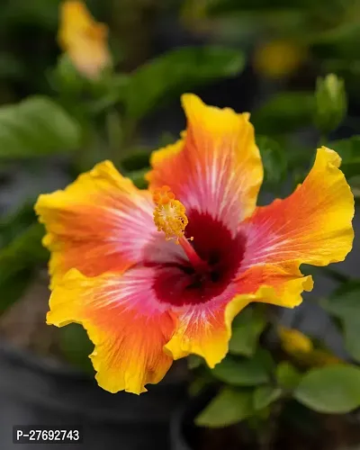 Zomoloco Hibiscus Yellow Cf20221 Hibiscus Plant