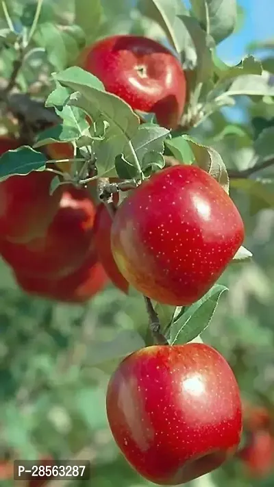 Zomoloco Apple Plant KASHMIRI APPLE PLANT LIVE PLANT KASHMIRI APPLE PLANT-thumb0