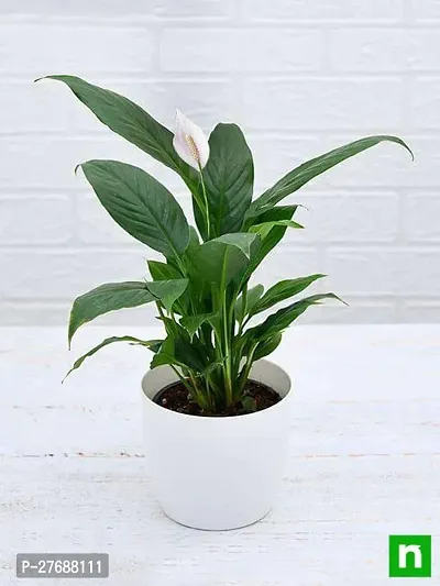 Zomoloco Peace Lily Or Spathiphyllum Live Plant Wh-thumb0