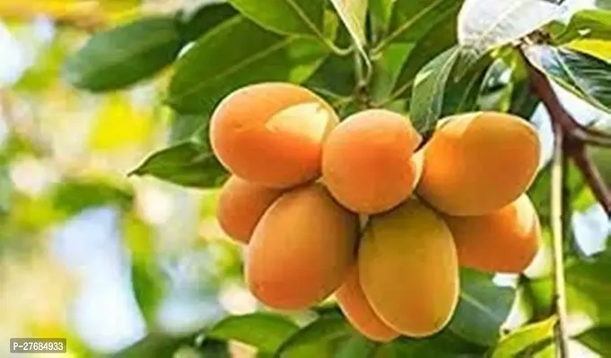 Zomoloco Gujrati Kesar Mango Tree With Pot Mango P-thumb0