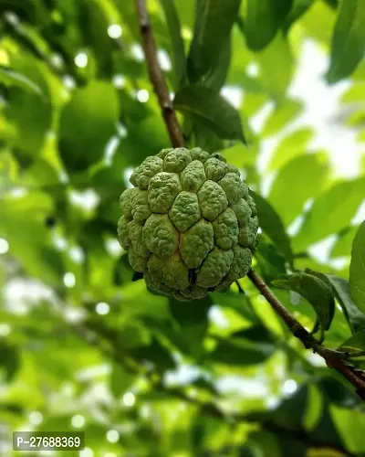 Zomoloco Custard Apple Live Plant Cf0095 Custard-thumb0