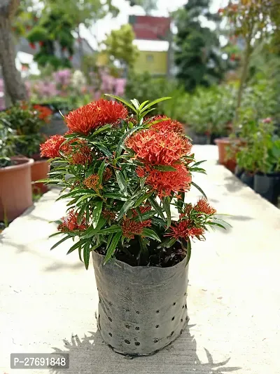 Zomoloco Trothic Ixora Chethi Red Plant Live Flowe