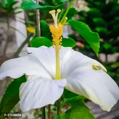 Zomoloco Hibiscus White Live Flower Plant Disha9