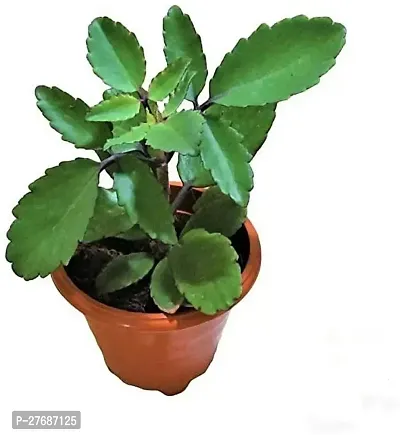 Zomoloco Live Patharchattabryophyllum Pinnatummi-thumb0