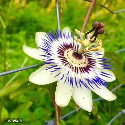 Zomoloco Air Layered Passion Fruit Plant Live Plan-thumb0