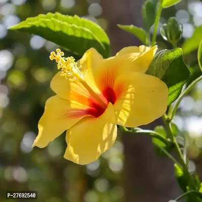 Zomoloco Hibiscus Yellow Live Flower Plant Cf3300-thumb0