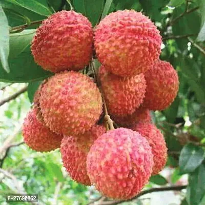 Zomoloco Air Layered Hybrid Kasba Litchi Plant Liv-thumb0