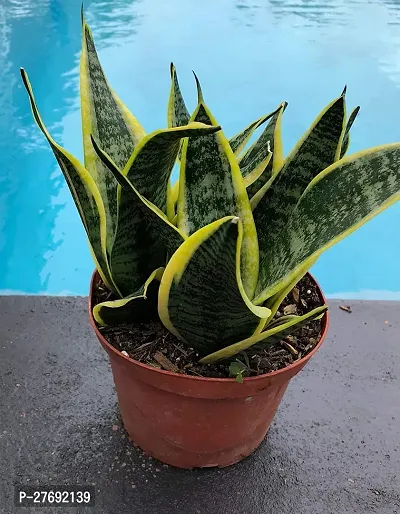 Zomoloco Snake Plant For Home Decorations Best For-thumb0