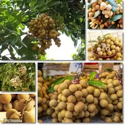 Zomoloco Rare Dwarf Longan Fruit Plant Thailand V-thumb0