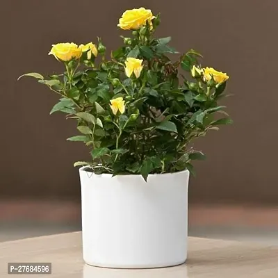 Zomoloco Yellow Hybrid Rose Plantcfa421 Rose Pl-thumb0