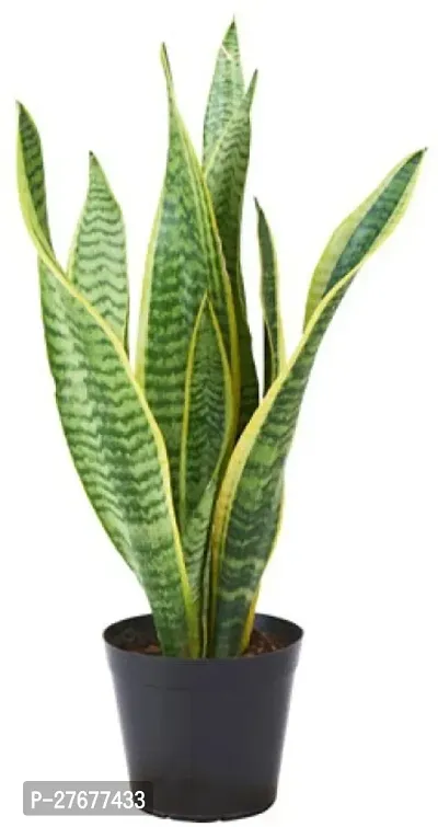 Zomoloco Live Indoor Plant Snake Plant-thumb0