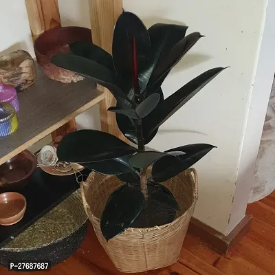 Zomoloco Live Rubber Plant Black Prince Rubber P