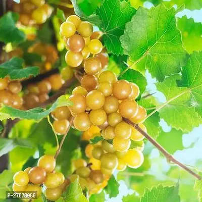 Zomoloco Gsdlantoj1471 Grape Plant-thumb0