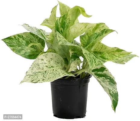 Zomoloco Rtplant1395 Money Plant-thumb0