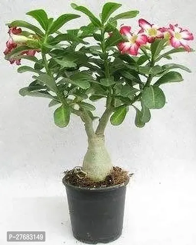 Zomoloco Adenium Plant Adenium Plant-thumb0