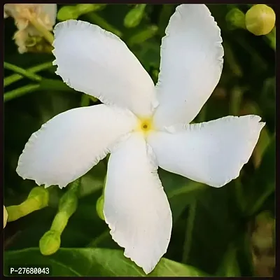 Zomoloco Jasmine Crepe Jasmine Chinese Tagor Nig-thumb0