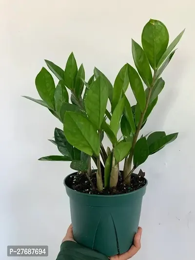 Zomoloco Live Air Purifying Indoor Zz Zamioculcas-thumb0