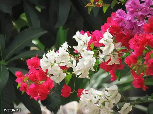 Zomoloco Multicolor Bougainvillea Flower Plant B