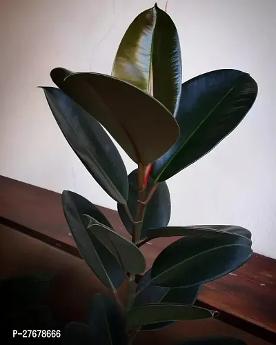 Zomoloco Live Rubber Plant For Indoor Home Decorat-thumb0