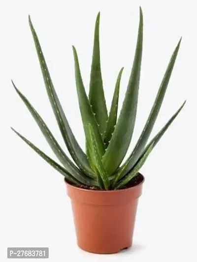 Zomoloco Aloe Vera Plant Foe Domestic And Ayurvedi-thumb0