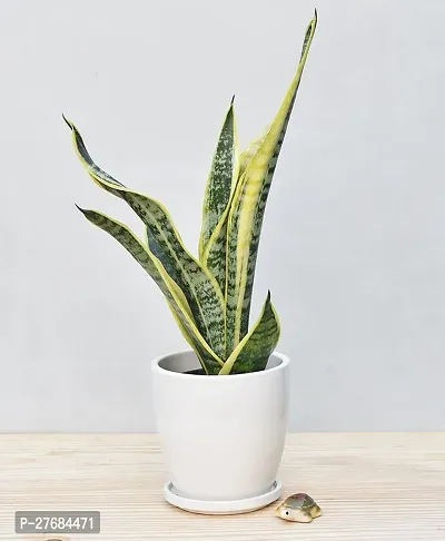 Zomoloco Snake Plant For Home Decorations Best For-thumb0