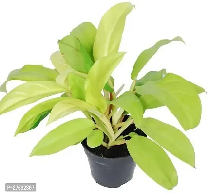 Zomoloco Philodendron Indoor Hybrid Live Plant For