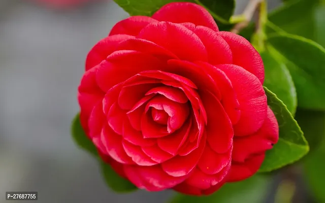 Zomoloco Red Camellia Healthy Flower Plant For Hom