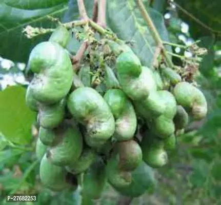 Zomoloco Cashew Nut Plant Cashew Apple Plant-thumb0