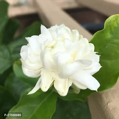 Zomoloco Arabian Jasmine Double Petal Live Flower-thumb0