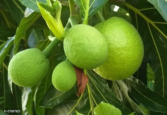 Zomoloco Live Breadfruit Plant Rare Dwarf Exotic A-thumb0