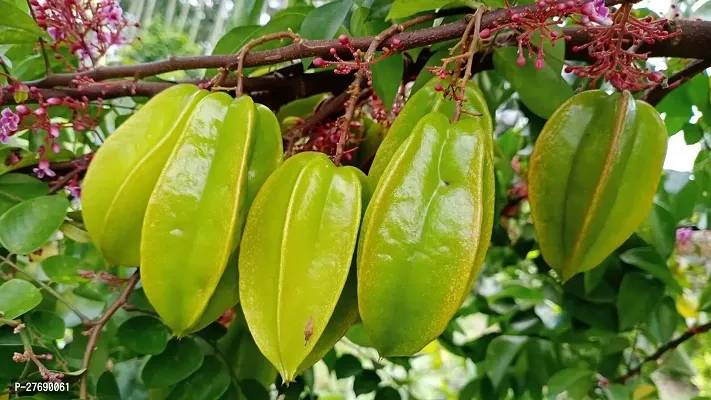 Zomoloco Rare Star Fruit Grafted Live Plant Cf035-thumb0