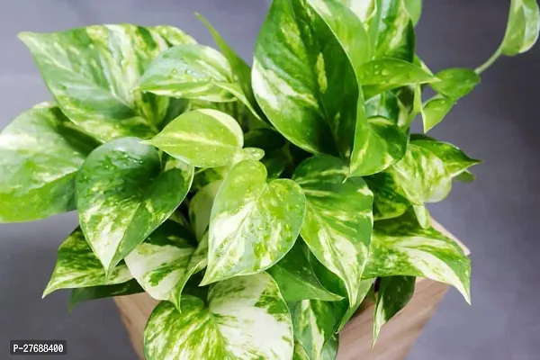 Zomoloco Money Plant Cf0042 Money Plant-thumb0