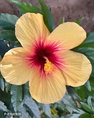 Zomoloco Hibiscus Yellow Live Flower Plant Cf3300