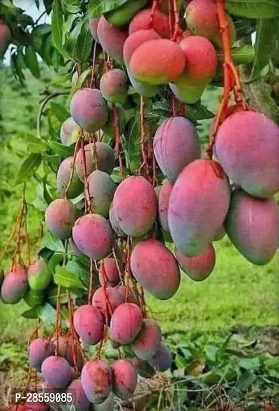 Zomoloco Mango Plant Gulab Khaas Mango Live Grafted Plant. G04-thumb0