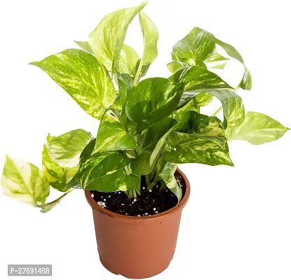 Zomoloco Money Plant Indoor Plant With Air Purifyi-thumb0