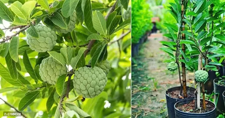 Zomoloco Planting Custard Apple Plant