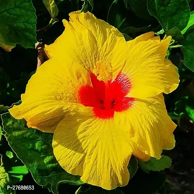 Zomoloco Hibiscus Yellow Live Flower Plant Disha