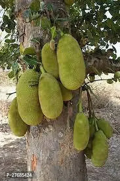 Zomoloco Pathamuttam Red Jackfruit Jack Fruit Plan-thumb0