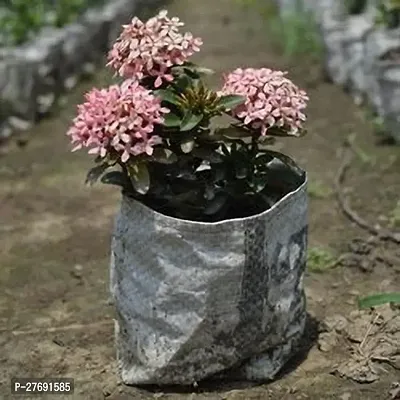 Zomoloco Trothic Ixora Chethi Red Plant Live Flowe