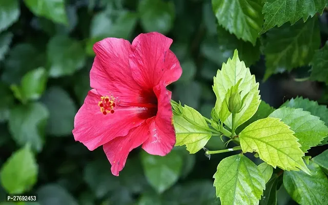 Zomoloco Hibiscus Red Plant Cf069 Hibiscus Plant-thumb0