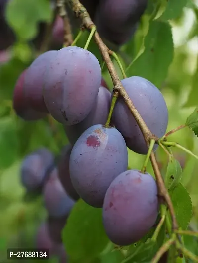 Zomoloco Exotic Live Grafted Plum Aalu Bukharaal