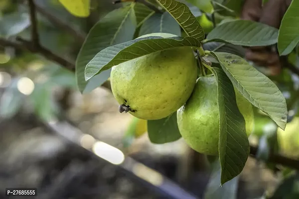 Zomoloco Homestead Guava Plant Guava Plant-thumb0