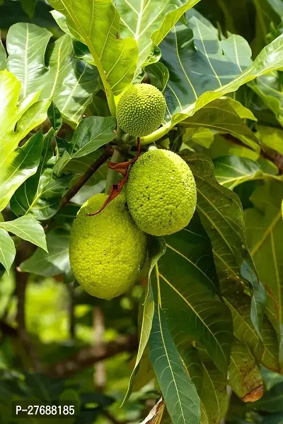 Zomoloco Live Breadfruit Plant Rare Dwarf Exotic A-thumb0