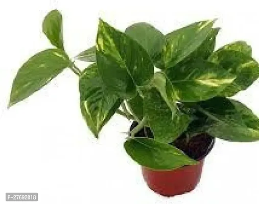 Zomoloco Money Plant Indoor Plant With Air Purifyi