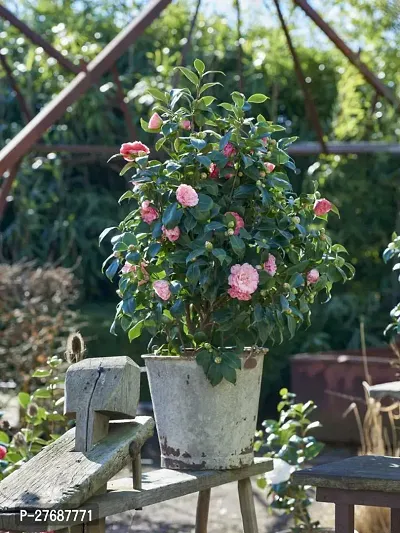 Zomoloco Pink Camellia Healthy Flower Plant For Ho