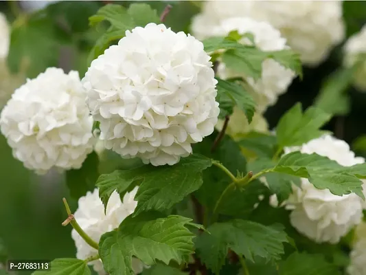 Zomoloco Hydrangea Plant 8W Hydrangea Plant-thumb0